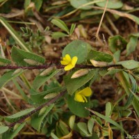 Crotalaria hebecarpa (DC.) Rudd